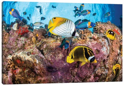 Wrasse And Butterflyfish At A Dive Site Known As Second Cathedral Off The Island Of Lanai, Hawaii Canvas Art Print - David Fleetham