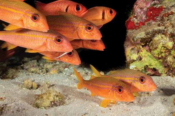 David Fleetham: Yellowfin Goatfish, Mulloidichthys Vanicolensis, With Shoulderbar Soldierfish, Myripristis Kuntee Hawaii by David Fleetham