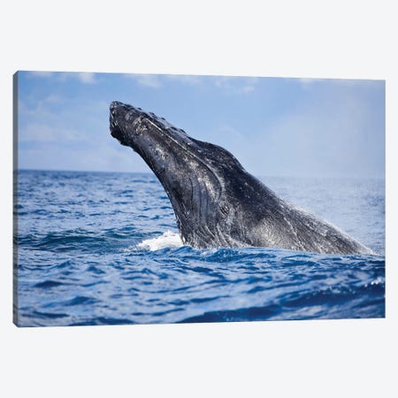 Breaching Humpback Whale Off The Island Of Maui, Hawaii Canvas Print #DFH22} by David Fleetham Canvas Print