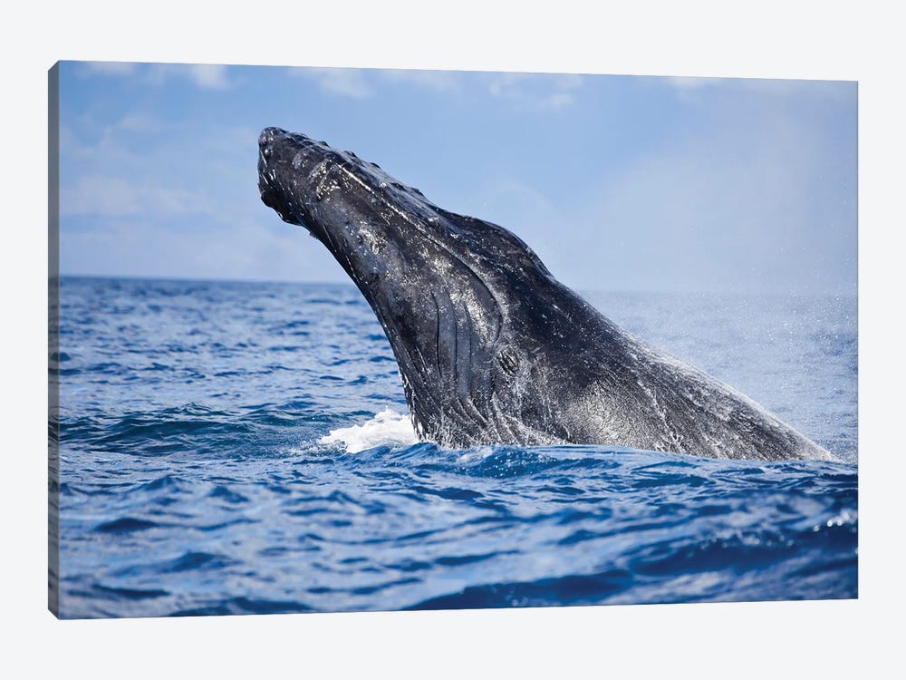 Breaching Humpback Whale Off The Island Of Maui, Hawaii by David Fleetham 1-piece Canvas Wall Art