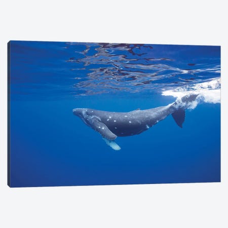 Circular Bite Marks On A Humpback Whale, That May Be Attributed To A Cookie Cutter Shark Canvas Print #DFH23} by David Fleetham Canvas Art Print