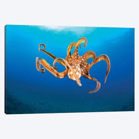 Day Octopus In Mid-Water, Hawaii Canvas Print #DFH25} by David Fleetham Canvas Artwork