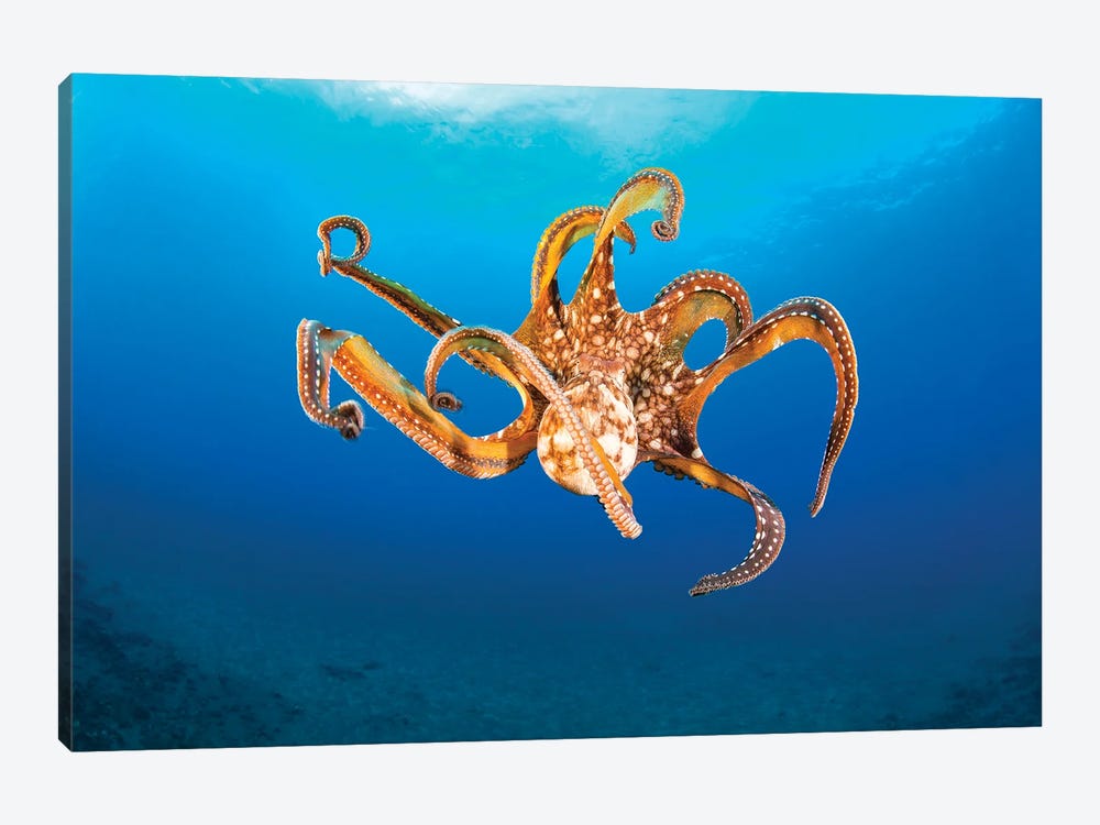 Day Octopus In Mid-Water, Hawaii by David Fleetham 1-piece Art Print