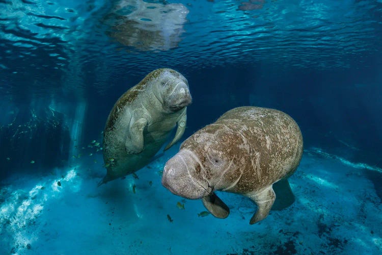 Florida Manatees At Three Sisters Spring In Crystal River, Florida