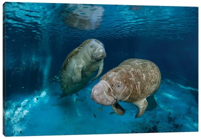 Florida Manatees At Three Sisters Spring In Crystal River, Florida Canvas Art Print - Underwater Art