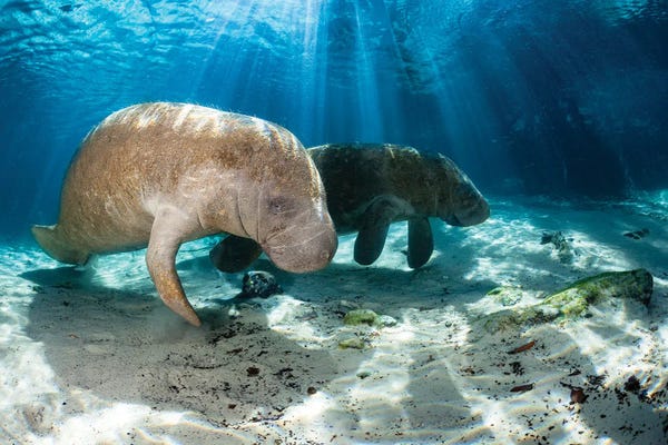 David Fleetham: Florida Manatees In Crystal River, Florida by David Fleetham