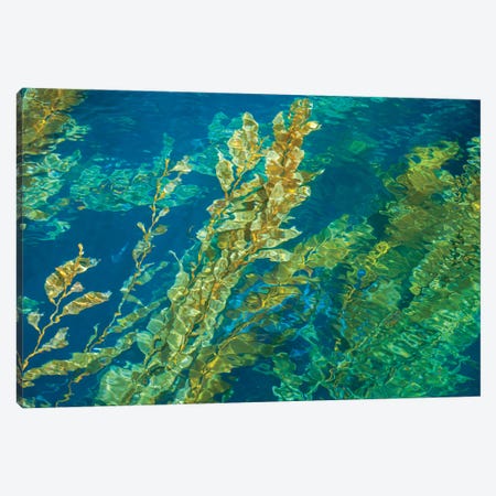 Giant Kelp On The Rippled Water Surface Canvas Print #DFH28} by David Fleetham Canvas Art Print
