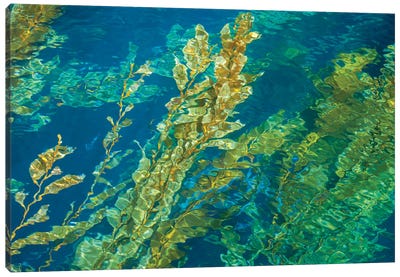 Giant Kelp On The Rippled Water Surface Canvas Art Print - David Fleetham