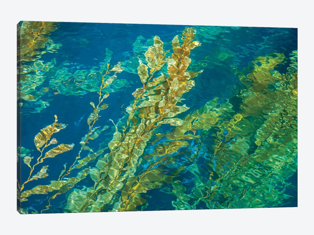Giant Kelp On The Rippled Water Surface 1-piece Canvas Artwork
