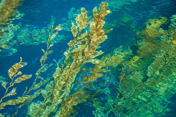 David Fleetham: Giant Kelp On The Rippled Water Surface by David Fleetham