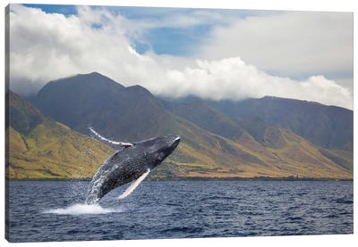 A Breaching Humpback Whale Off Of The Island Of Maui, Hawaii Canvas Art Print - Humpback Whale Art