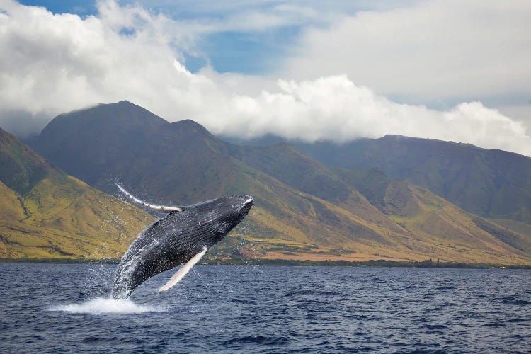 A Breaching Humpback Whale Off Of The Island Of Maui, Hawaii