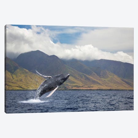 A Breaching Humpback Whale Off Of The Island Of Maui, Hawaii Canvas Print #DFH2} by David Fleetham Canvas Wall Art
