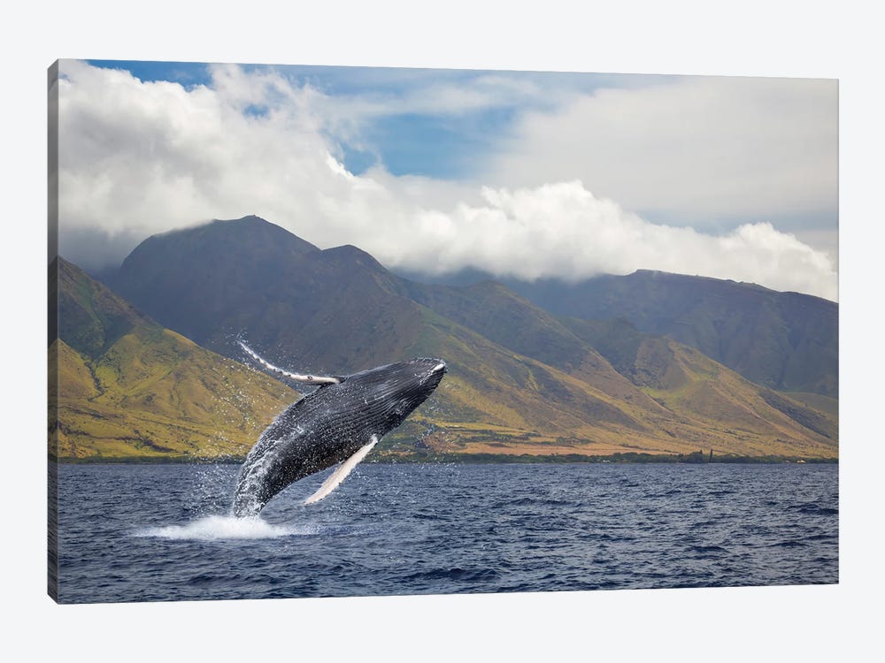 A Breaching Humpback Whale Off Of The Island Of Maui, Hawaii by David Fleetham 1-piece Canvas Art Print