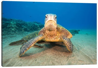 Green Sea Turtles Gather At A Cleaning Station Off West Maui, Hawaii Canvas Art Print - Hawaii Art