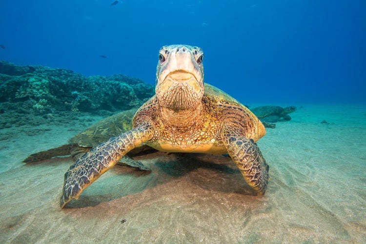 Green Sea Turtles Gather At A Cleaning Station Off West Maui, Hawaii