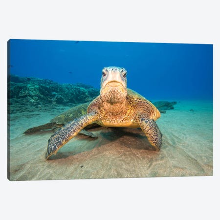 Green Sea Turtles Gather At A Cleaning Station Off West Maui, Hawaii Canvas Print #DFH30} by David Fleetham Canvas Art