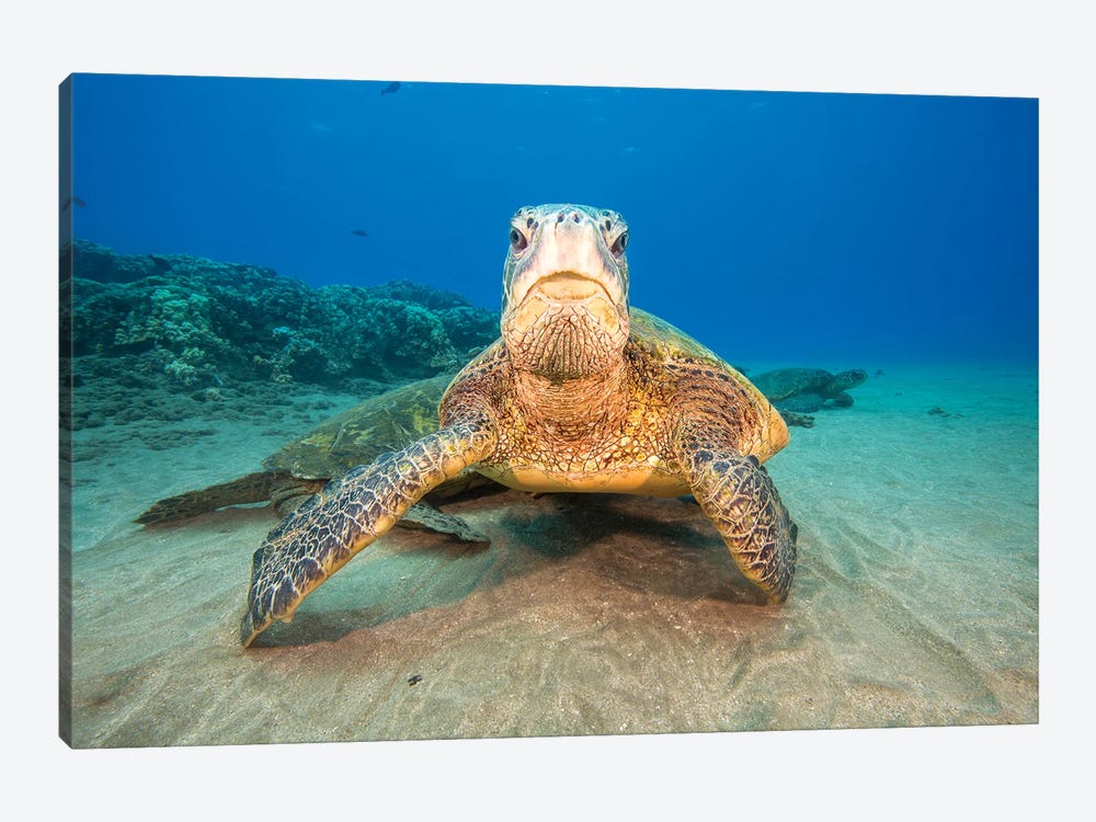 Green Sea Turtles Gather At A Cleaning Station Off West Maui, Hawaii by David Fleetham 1-piece Canvas Print