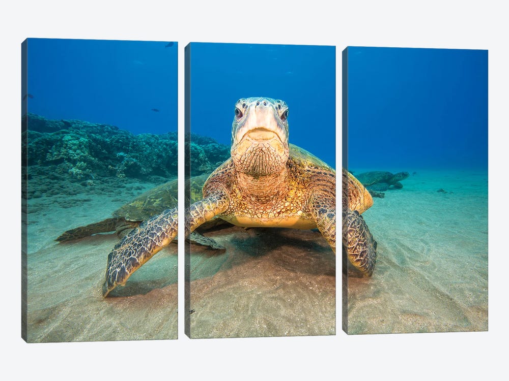 Green Sea Turtles Gather At A Cleaning Station Off West Maui, Hawaii by David Fleetham 3-piece Canvas Art Print