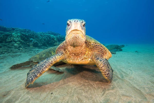 David Fleetham: Green Sea Turtles Gather At A Cleaning Station Off West Maui, Hawaii by David Fleetham