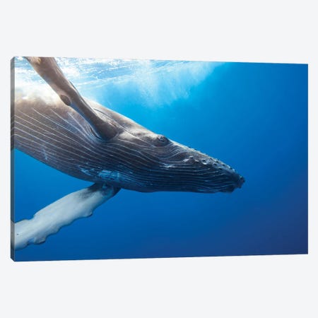Humpback Whale Underwater, Hawaii Canvas Print #DFH33} by David Fleetham Canvas Art