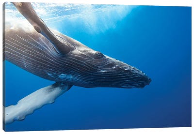 Humpback Whale Underwater, Hawaii Canvas Art Print - David Fleetham