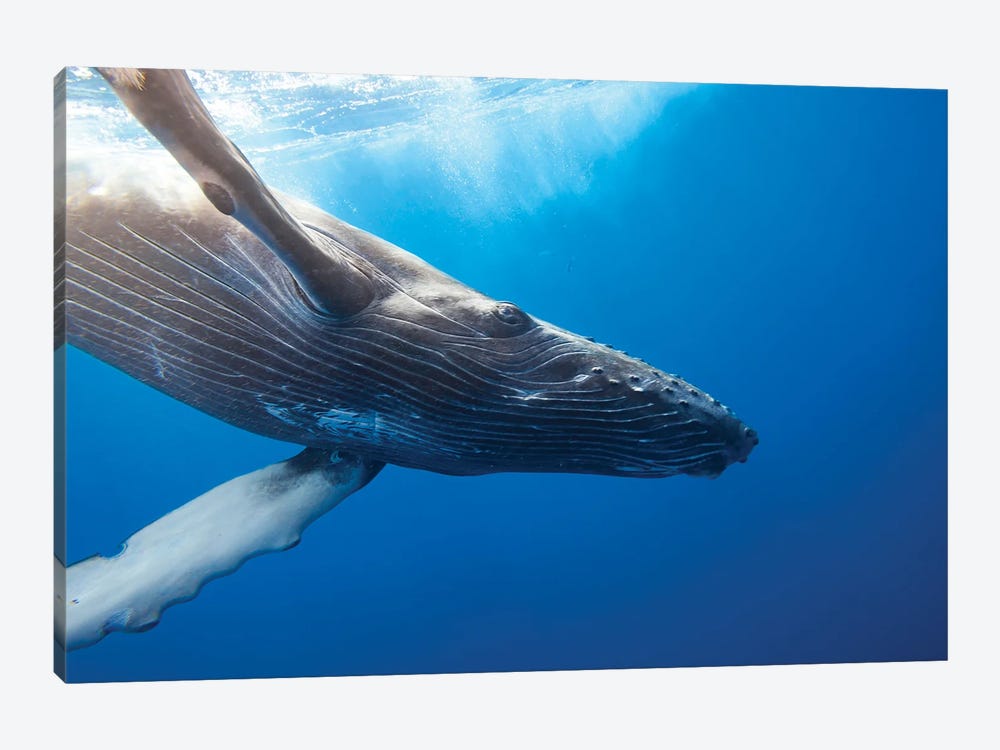 Humpback Whale Underwater, Hawaii by David Fleetham 1-piece Canvas Art