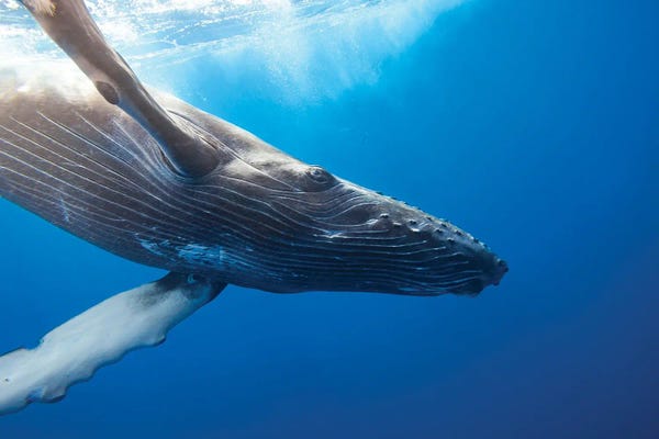 David Fleetham: Humpback Whale Underwater, Hawaii by David Fleetham