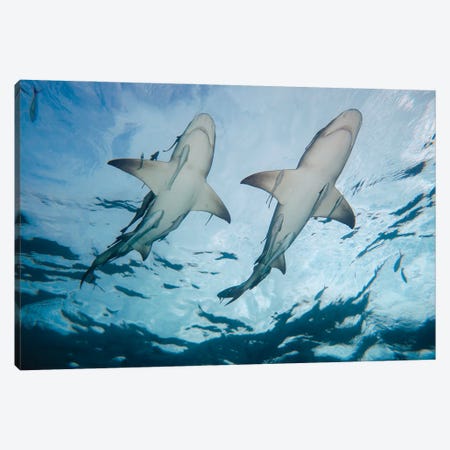 Lemon Sharks Underwater With Remoras, Grand Bahama Canvas Print #DFH34} by David Fleetham Canvas Art Print