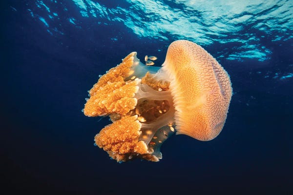 David Fleetham: Rhizostome Jellyfish Andaman Sea, Thailand by David Fleetham