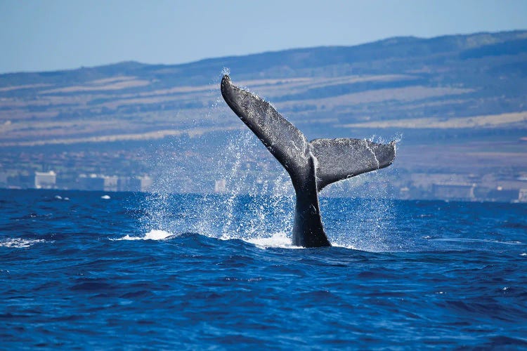 The Tail Of A Humpback Whale Off The Coast Of Kaanapali Beach, Maui, Hawaii by David Fleetham wall art