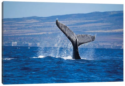 The Tail Of A Humpback Whale Off The Coast Of Kaanapali Beach, Maui, Hawaii Canvas Art Print - Maui Art