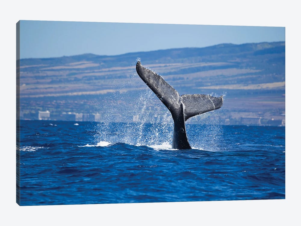 The Tail Of A Humpback Whale Off The Coast Of Kaanapali Beach, Maui, Hawaii 1-piece Canvas Art Print