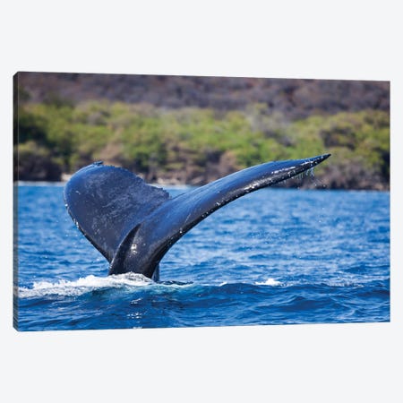 The Tail Of A Humpback Whale Off The Coast Of Maui, Hawaii Canvas Print #DFH42} by David Fleetham Canvas Print
