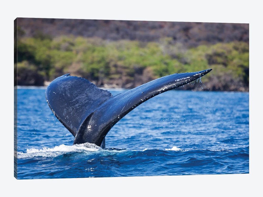 The Tail Of A Humpback Whale Off The Coast Of Maui, Hawaii 1-piece Canvas Wall Art