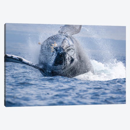 This Breaching Humpback Whale Makes A Large Splash Canvas Print #DFH43} by David Fleetham Art Print