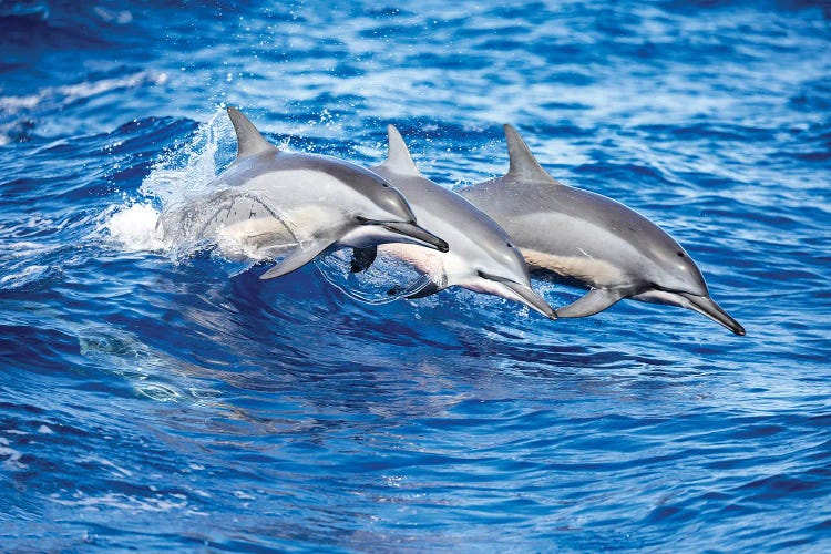 Three Spinner Dolphins Leap Out Of The Pacific Ocean