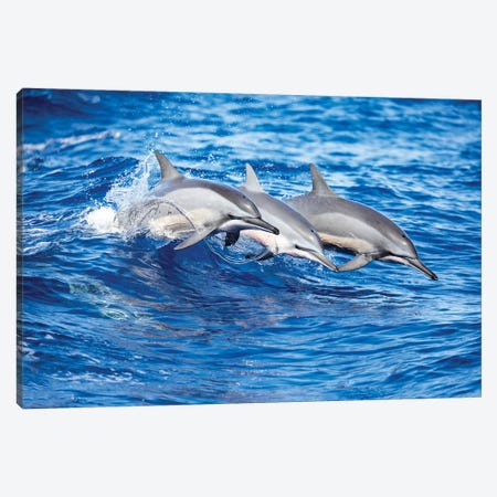 Three Spinner Dolphins Leap Out Of The Pacific Ocean Canvas Print #DFH45} by David Fleetham Canvas Art
