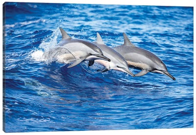 Three Spinner Dolphins Leap Out Of The Pacific Ocean Canvas Art Print - Dolphin Art