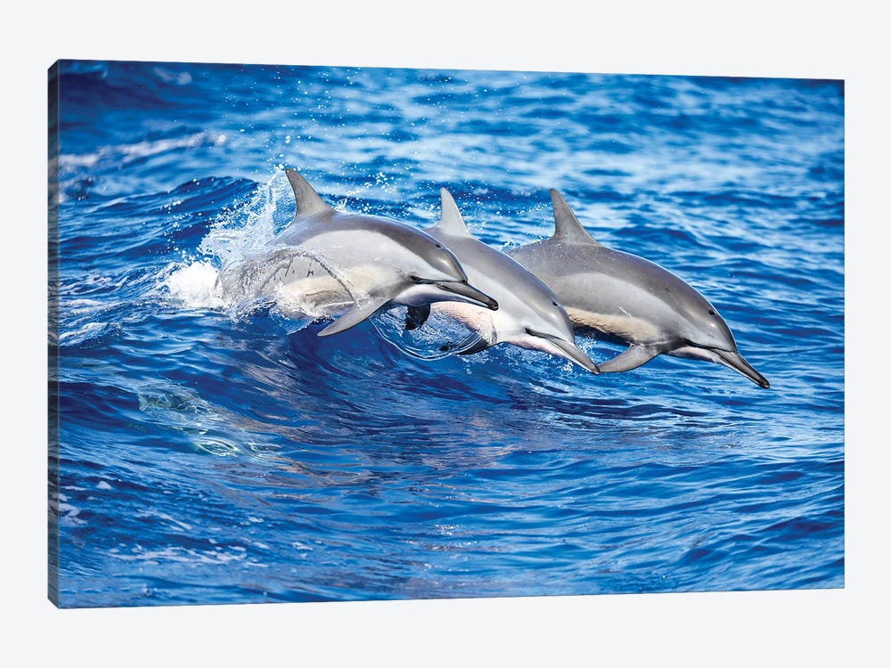Three Spinner Dolphins Leap Out Of The Pacific Ocean by David Fleetham 1-piece Canvas Art Print