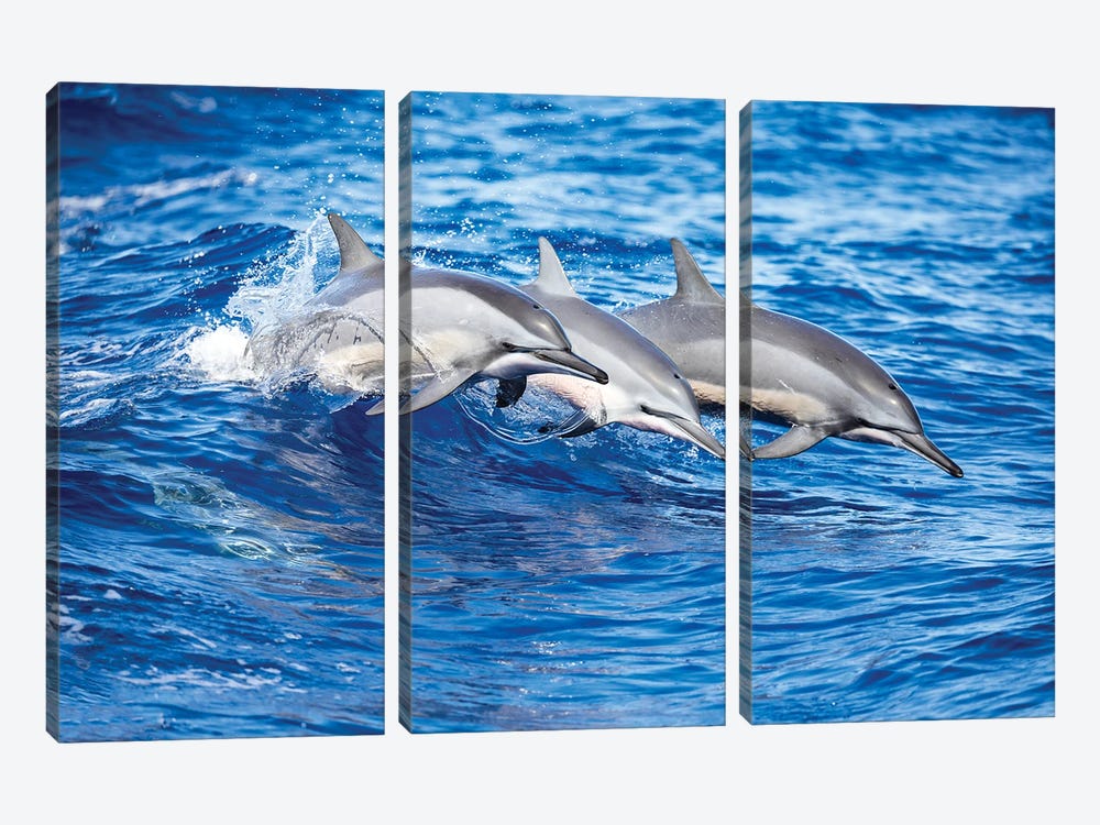 Three Spinner Dolphins Leap Out Of The Pacific Ocean by David Fleetham 3-piece Canvas Art Print