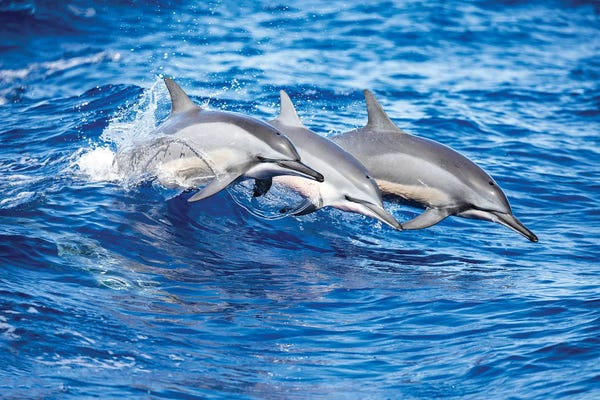David Fleetham: Three Spinner Dolphins Leap Out Of The Pacific Ocean by David Fleetham