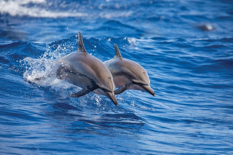 Two Spinner Dolphins Off The Island Of Lanai, Hawaii by David Fleetham wall art