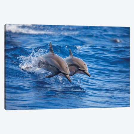 Two Spinner Dolphins Off The Island Of Lanai, Hawaii Canvas Print #DFH46} by David Fleetham Canvas Art
