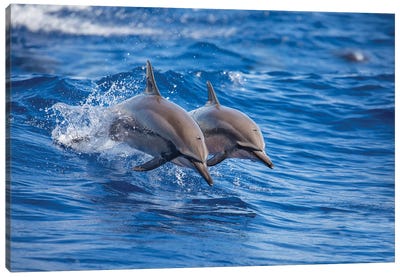 Two Spinner Dolphins Off The Island Of Lanai, Hawaii Canvas Art Print - David Fleetham