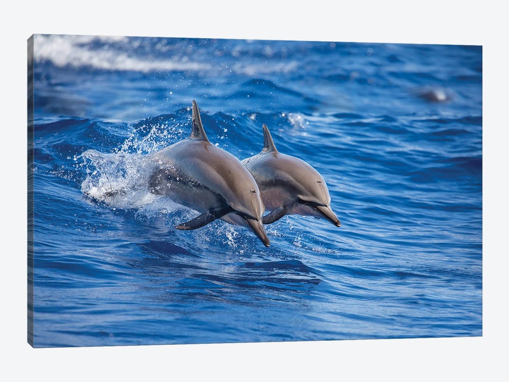 Two Spinner Dolphins Off The Island Of Lanai, Hawaii by David Fleetham 1-piece Canvas Art
