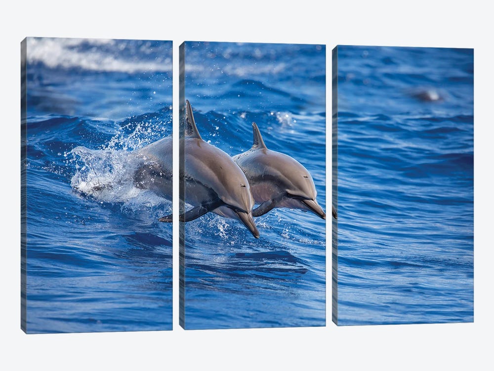 Two Spinner Dolphins Off The Island Of Lanai, Hawaii by David Fleetham 3-piece Canvas Artwork