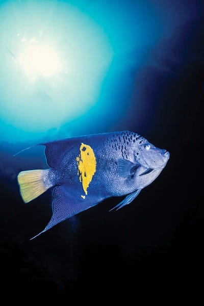 A Blue Moon Angelfish, Pomacanthus Maculosus, Red Sea, Egypt by David Fleetham metal wall art