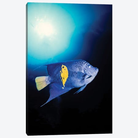 A Blue Moon Angelfish, Pomacanthus Maculosus, Red Sea, Egypt Canvas Print #DFH47} by David Fleetham Canvas Art