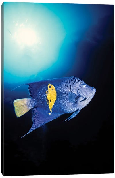 A Blue Moon Angelfish, Pomacanthus Maculosus, Red Sea, Egypt Canvas Art Print - Egypt Art
